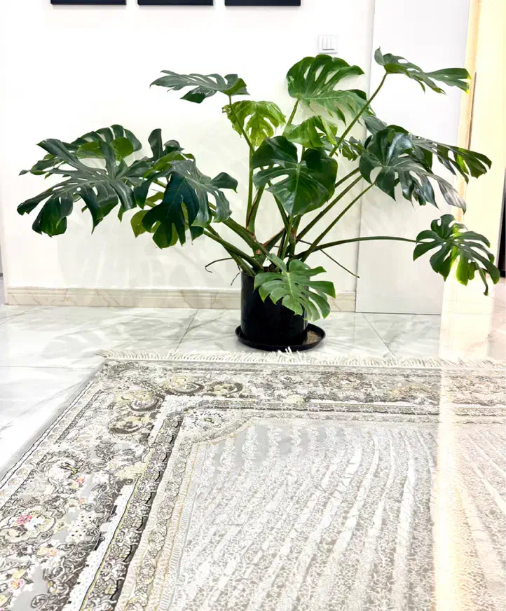 گل مونوسترای|گل و گیاه طبیعی|رشت, گلباغ نماز|دیوار