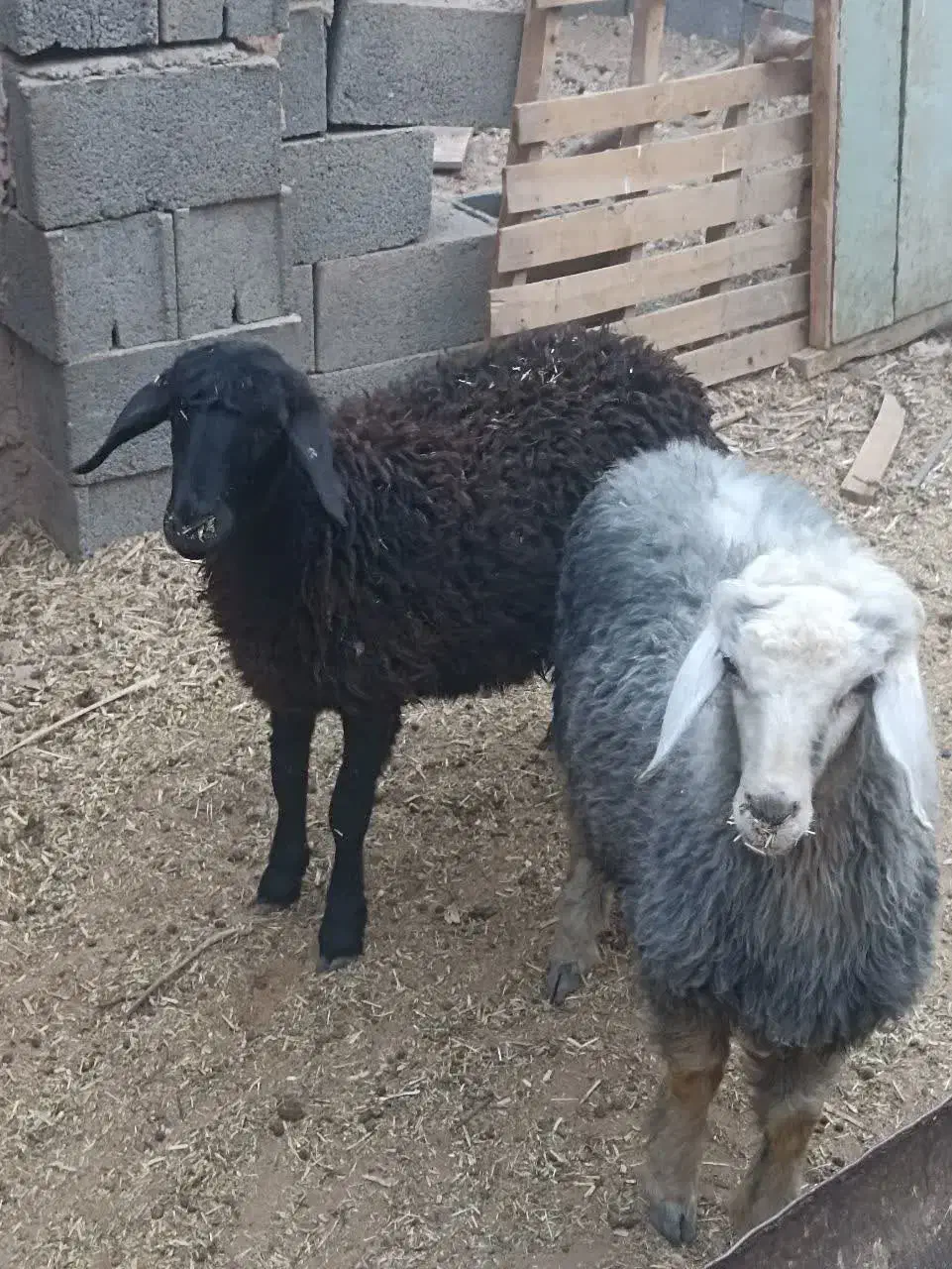 میش بره گوسفند بز بزغاله|حیوانات مزرعه|اصفهان, خانه اصفهان|دیوار