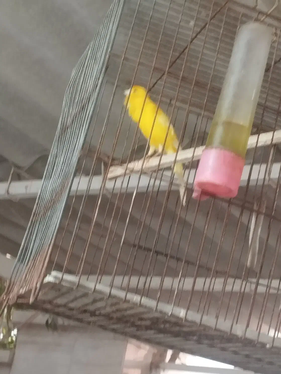 قناری سالم خوش رنگ|پرنده|بوشهر, |دیوار