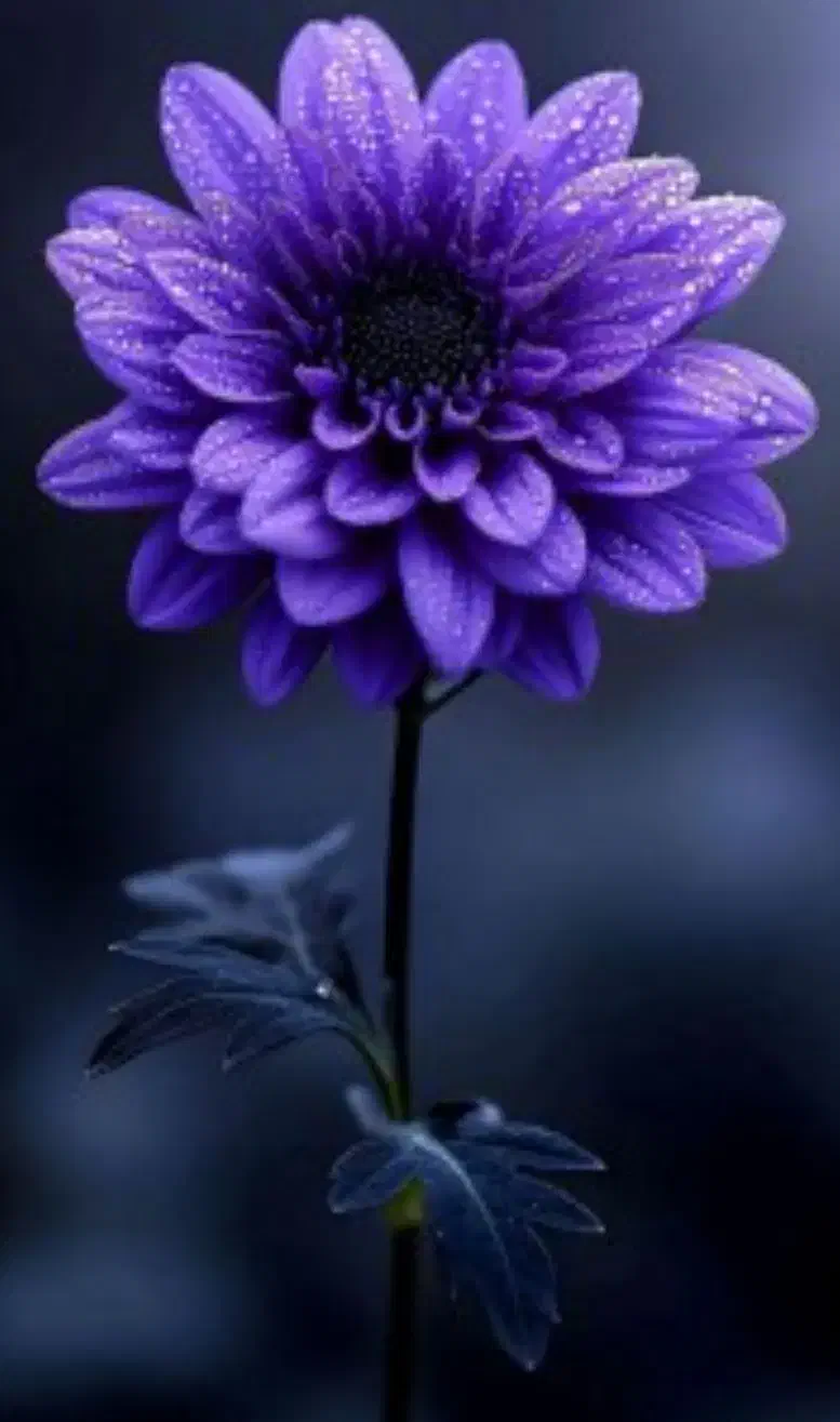 به پول نیازمند هستم با سفته|فعالیت داوطلبانه|آستارا, |دیوار