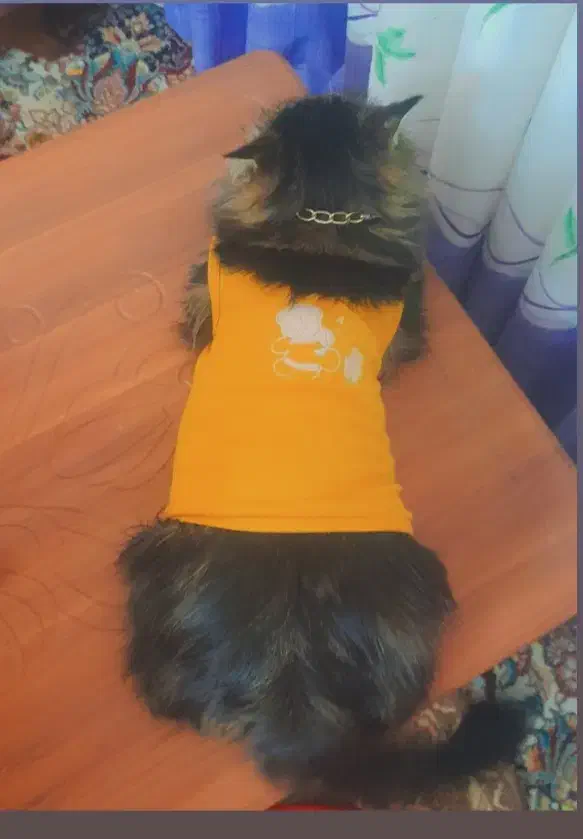 واگزاری گربه نر سیبرین باهوش|گربه|بیرجند, |دیوار