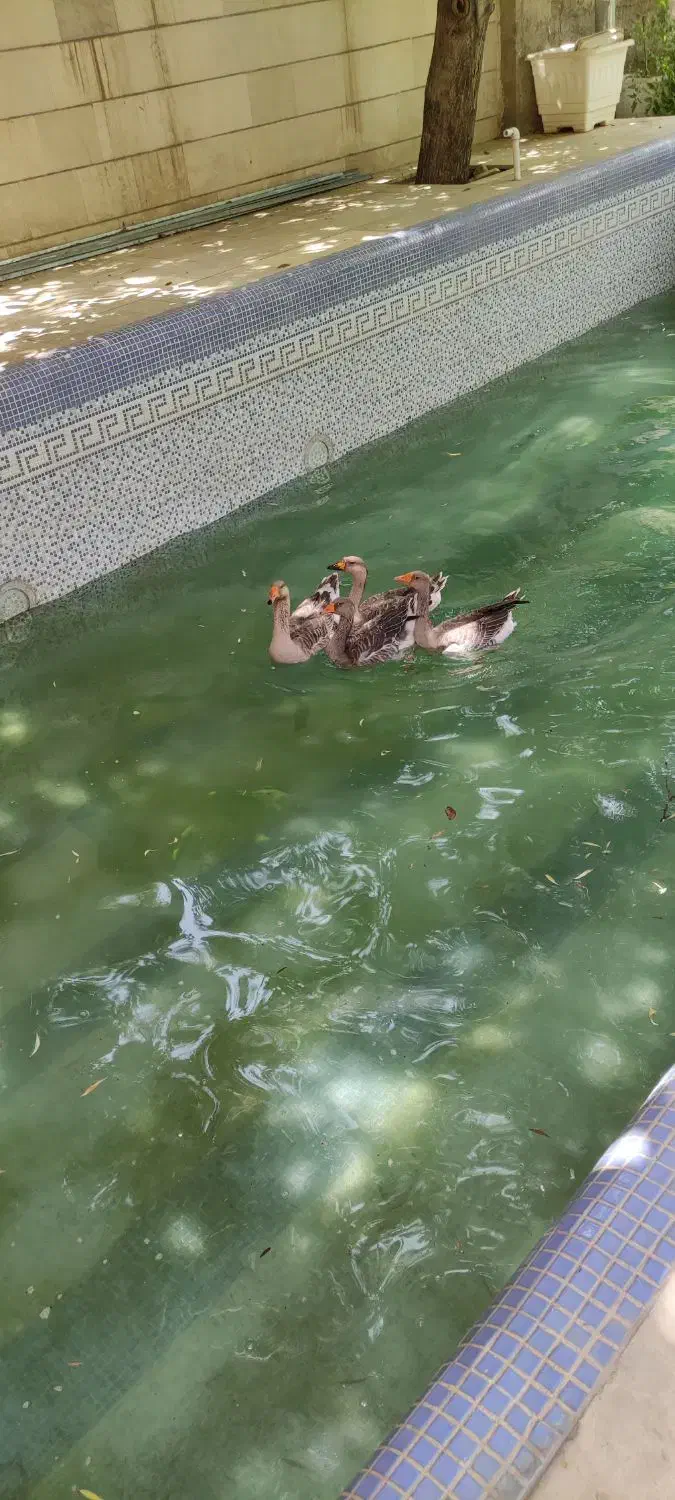 غاز محلی نر و ماده|حیوانات مزرعه|هشتگرد, خور|دیوار