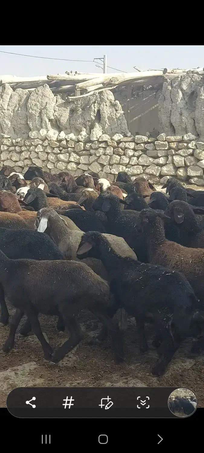 بره نر|حیوانات مزرعه|محمدبار, |دیوار