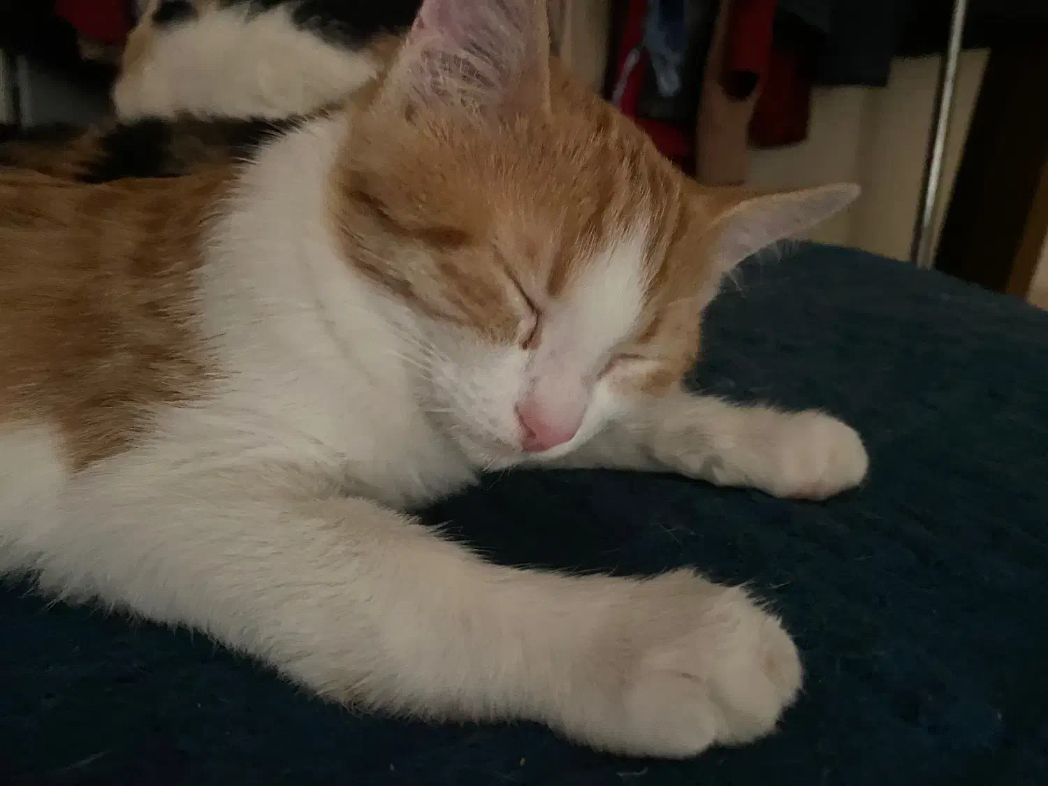 واگذاری رایگان گربه|گربه|کرمان, |دیوار