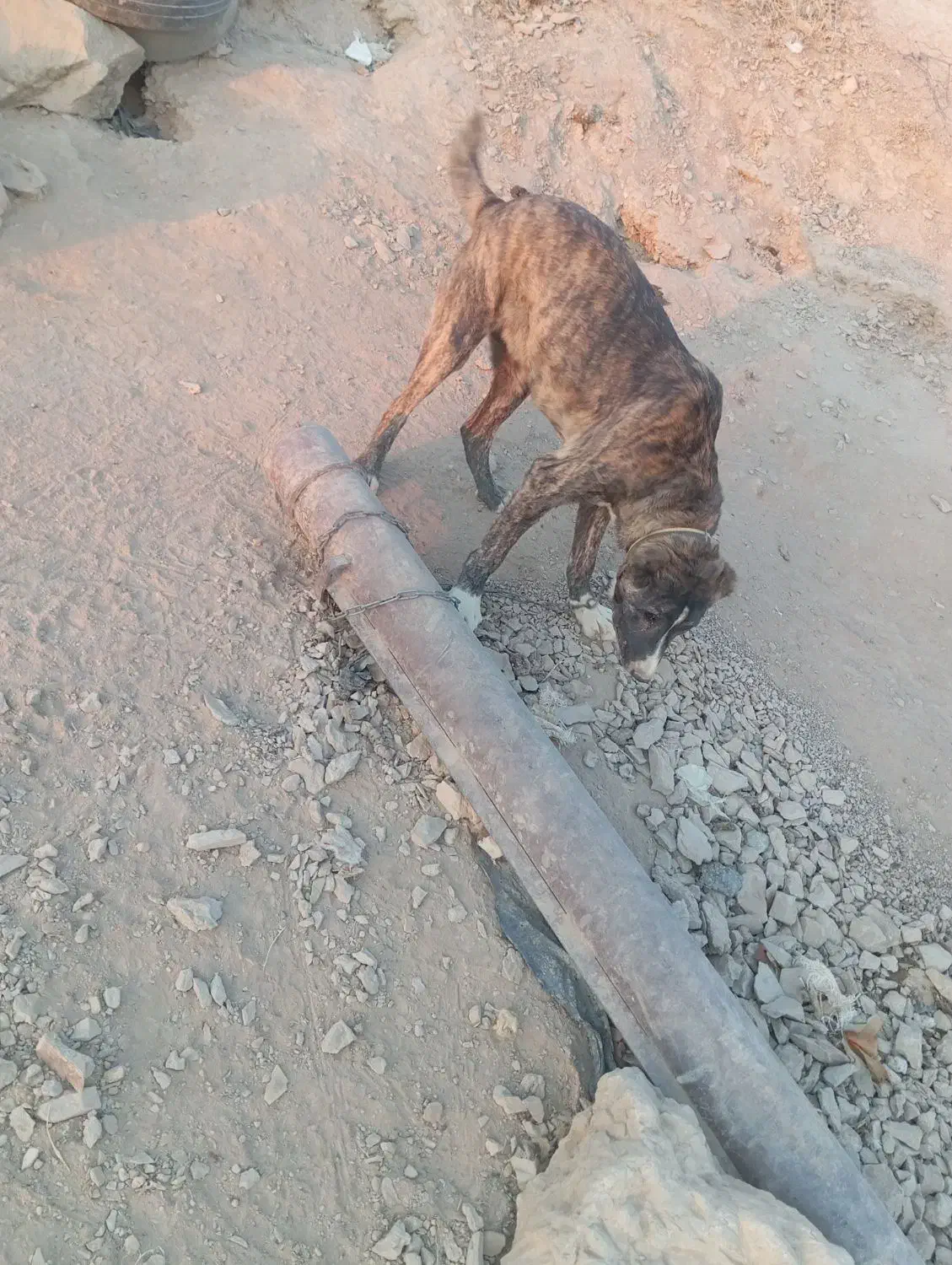 سگ نگهبان|سگ|بیرجند, |دیوار