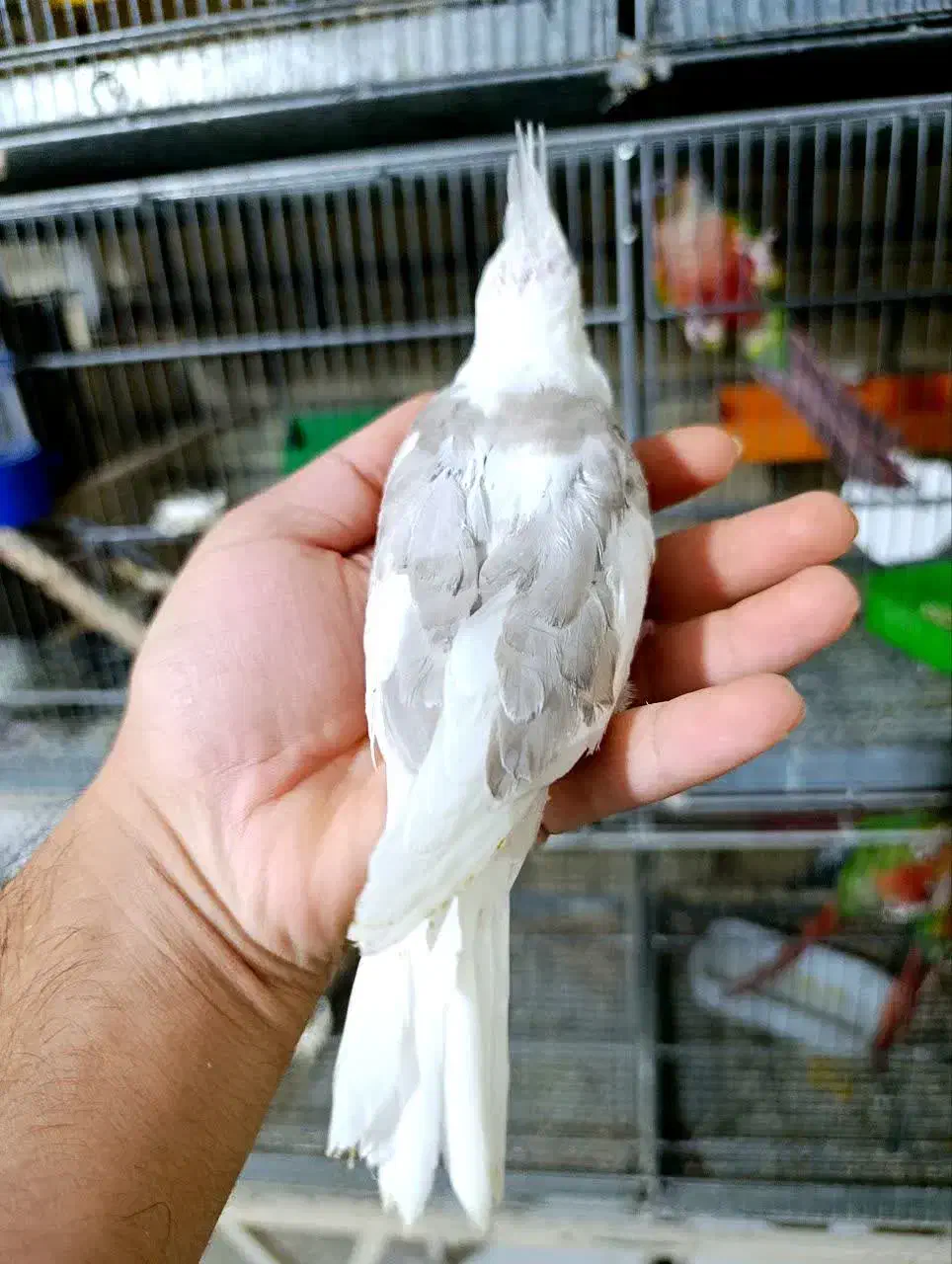 خرید و فروش عروس هلندی ،مرغ عشق فنچ|پرنده|نجفآباد, حومه نجف آباد|دیوار