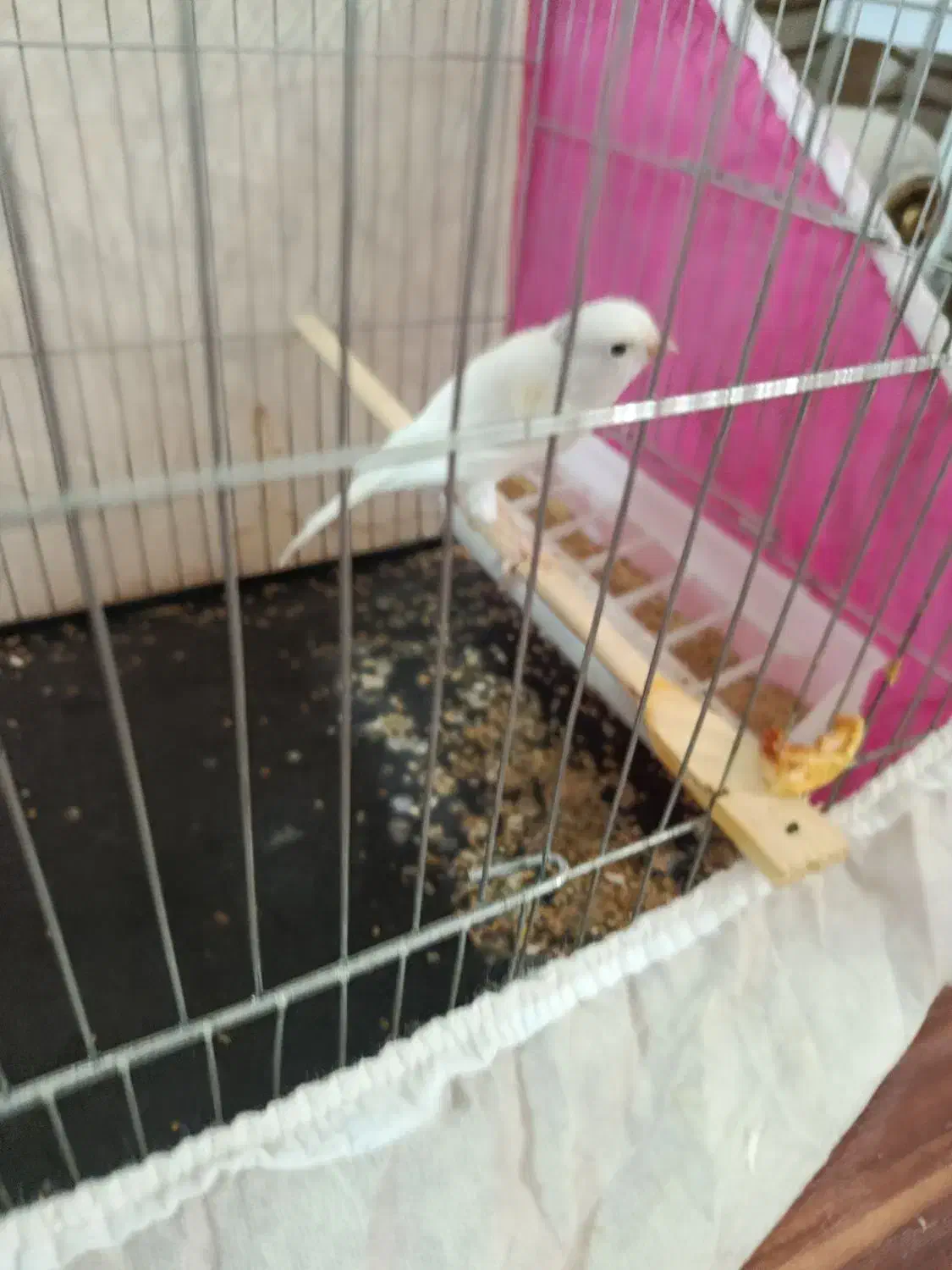 قناری|پرنده|بیستون, |دیوار