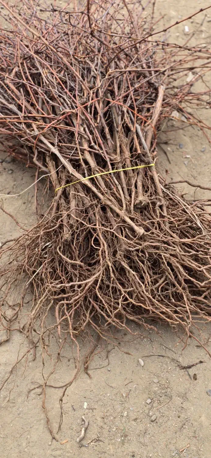 نهال انگور مرغوب|خدمات باغبانی و درختکاری|قزوین, |دیوار