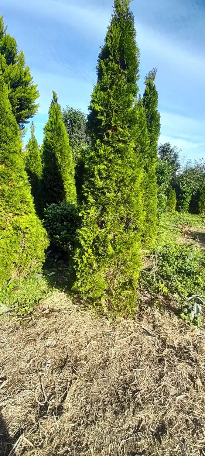 گل و گیاه|گل و گیاه طبیعی|کومله, |دیوار