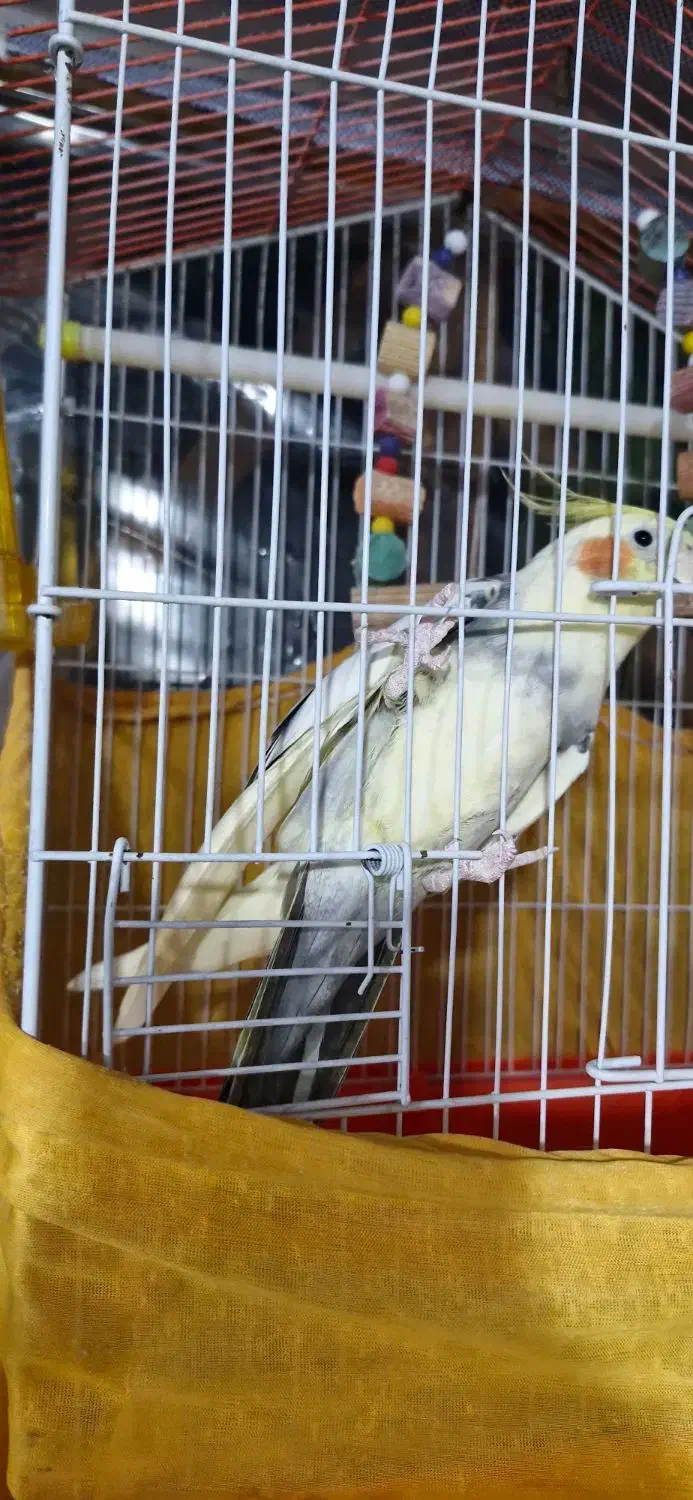 عروس هلندی نر سخنگو|پرنده|کوچصفهان, |دیوار