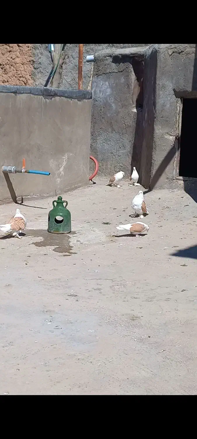 پرنده....|پرنده|دلیجان, |دیوار