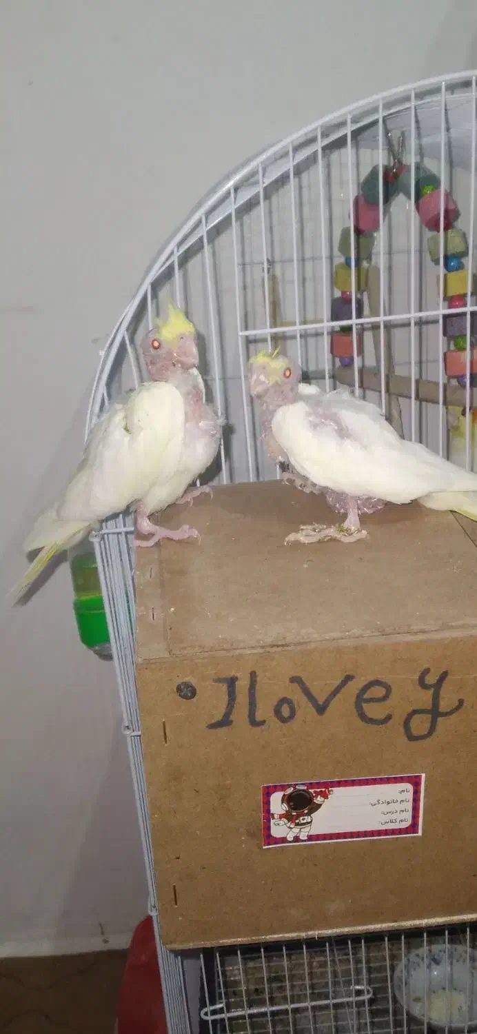 عروس چشم شرابی مفت مفت|پرنده|تربت جام, میان جام|دیوار