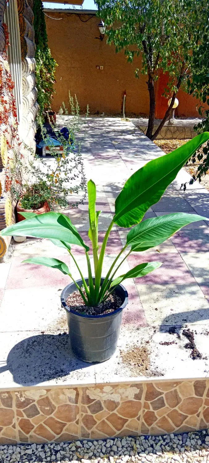 گل نخل مسافر نیکولای یا پرنده بهشتی درخت مسافر|گل و گیاه طبیعی|اصفهان, حسین‌آباد|دیوار