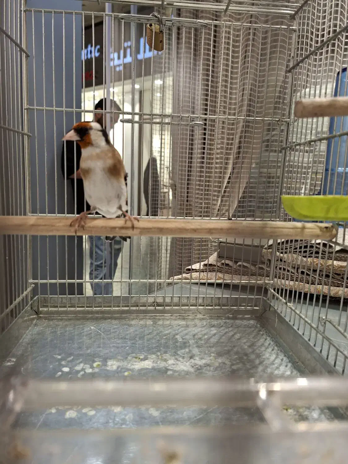 سهره نر فوق شرور مسابقه ایی جوجه امسال|پرنده|تهران, هرندی|دیوار