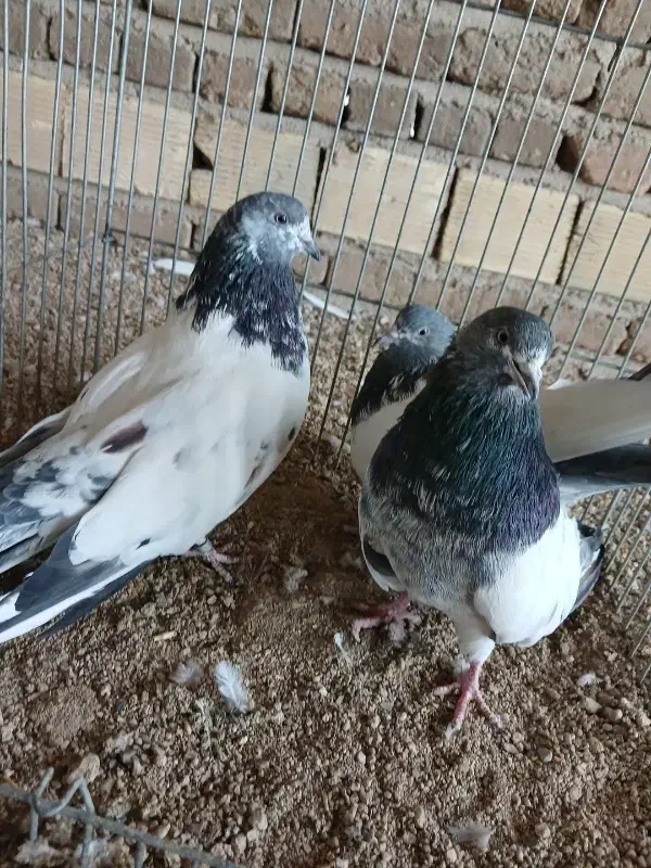 کله دم سبز|پرنده|بروجرد, |دیوار