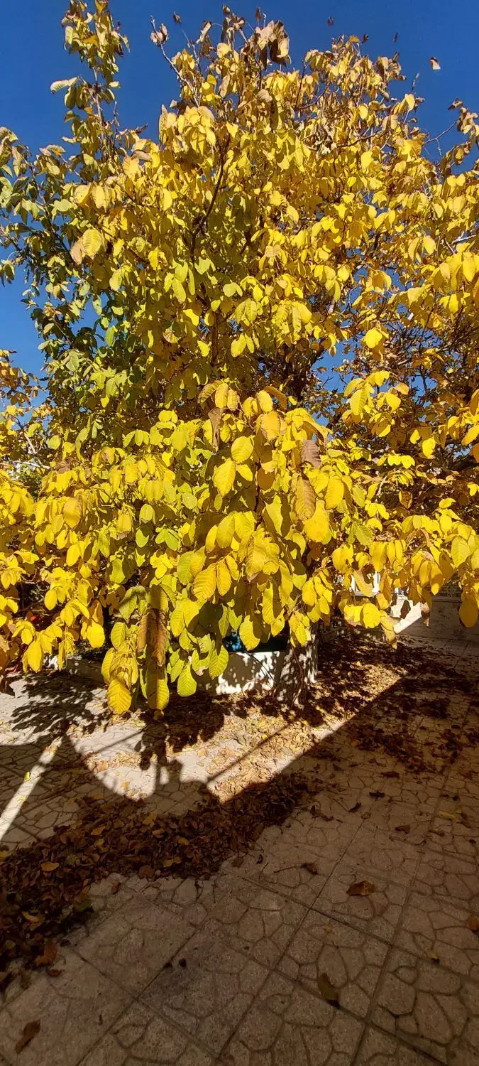 اجاره کوتاه مدت ویلایی یاس|اجارهٔ کوتاهمدت ویلا و باغ|شهمیرزاد, |دیوار