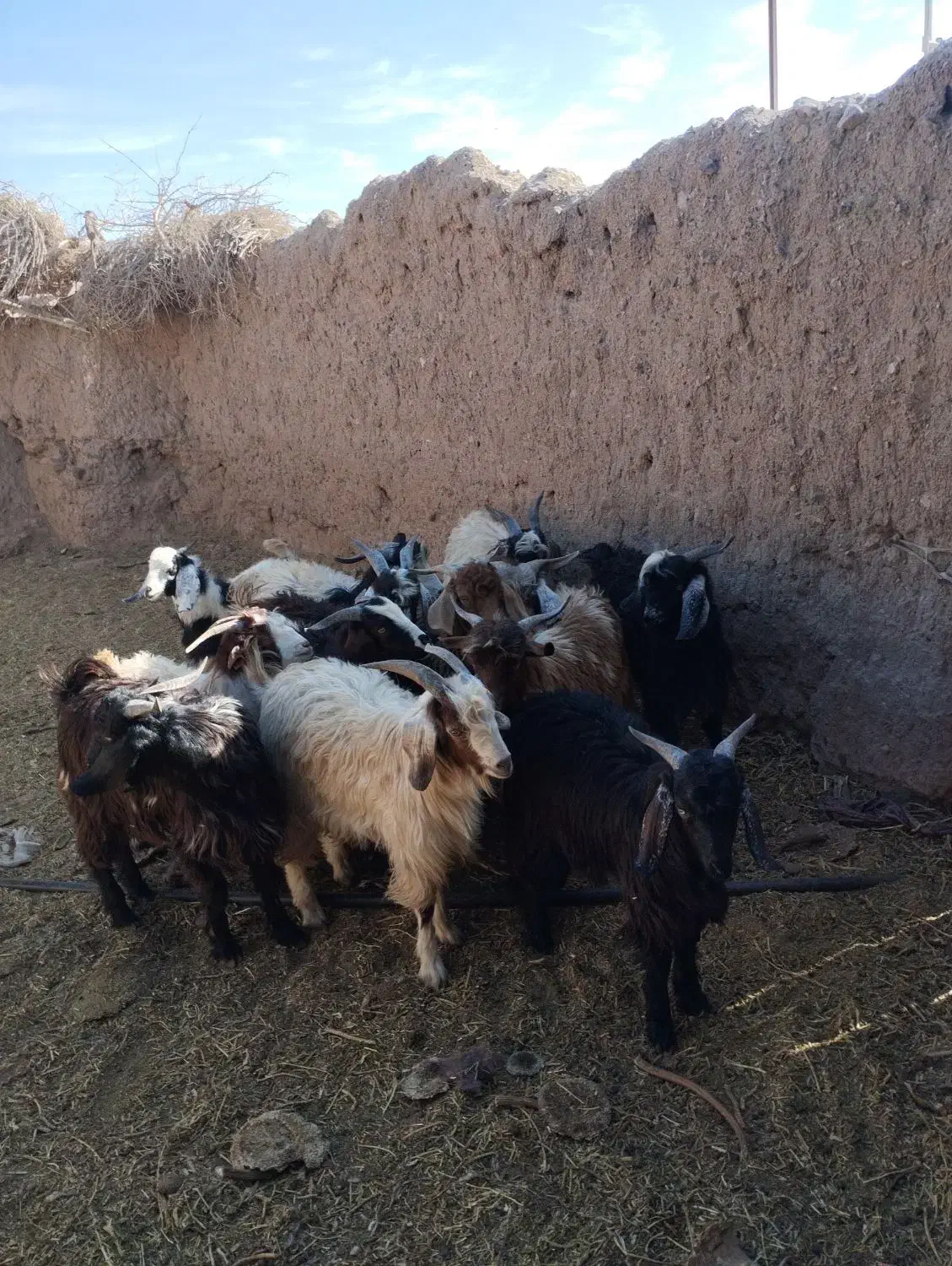 بزغاله|حیوانات مزرعه|نیمبلوک, |دیوار