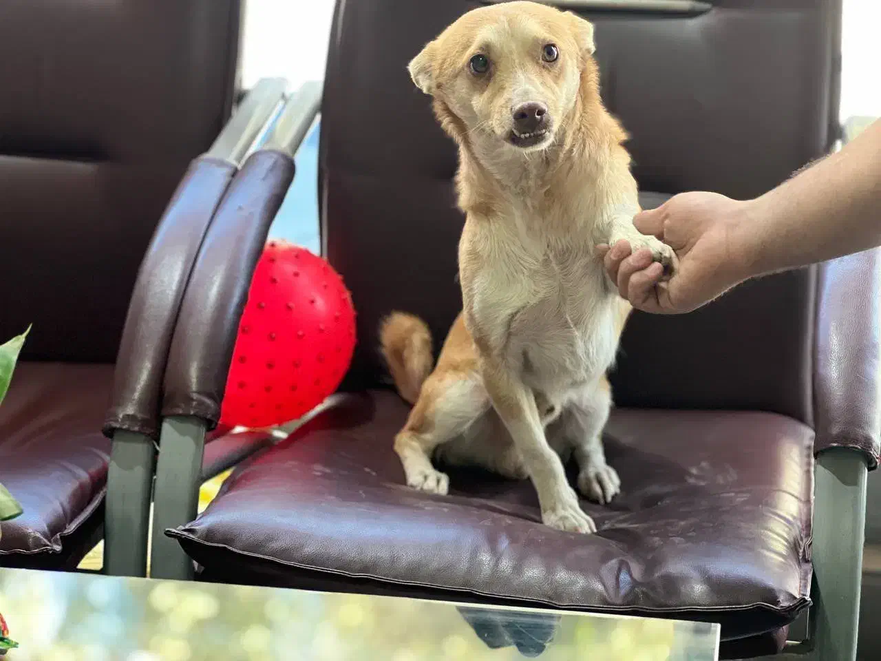 واگذاری سگ بسیارمهربون میکس اشپیتز تریر|سگ|باغستان, |دیوار