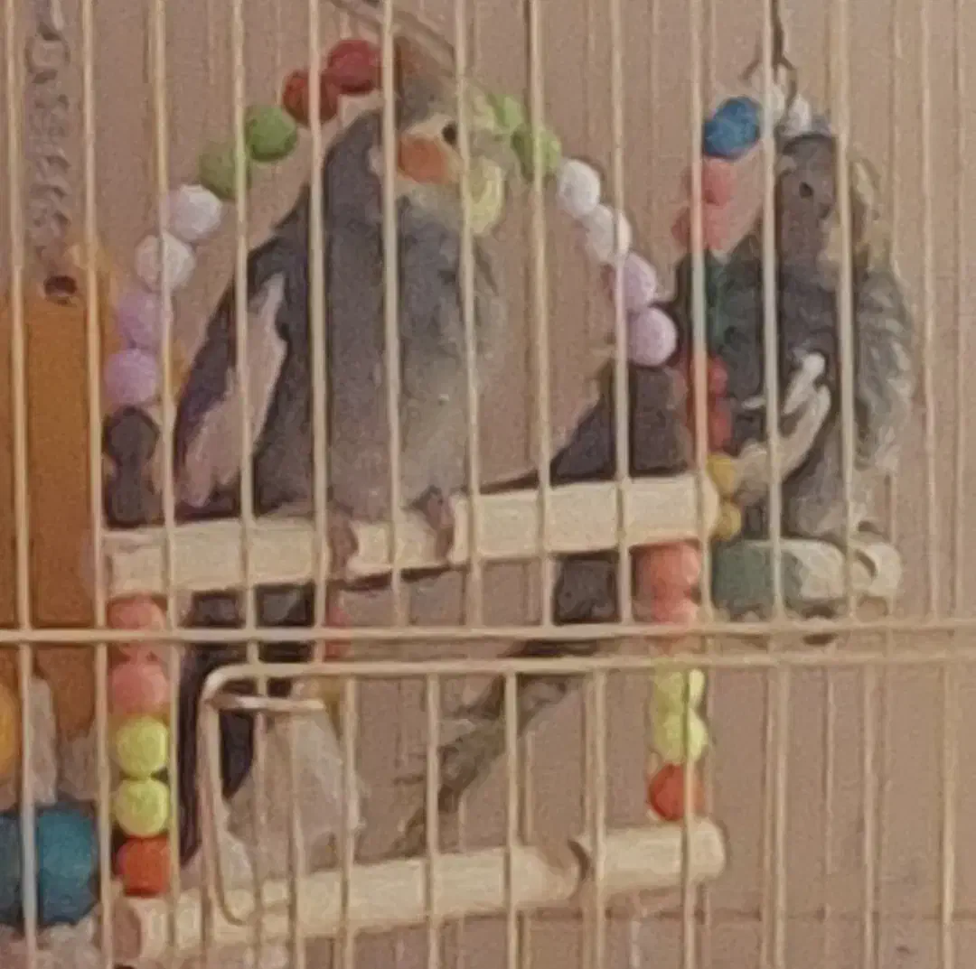 عروس هلندی|پرنده|قم, پردیسان|دیوار