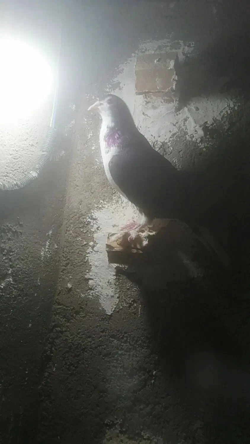 کفتر ساده پرشی|پرنده|مشهد, شهید احمدی روشن|دیوار