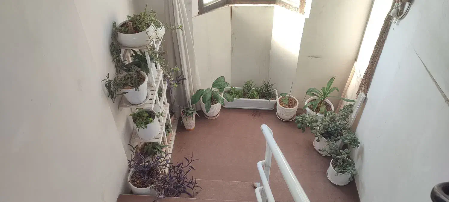 گل آپارتمانی ۱۸ عدد گلدان زیر قیمت|گل و گیاه طبیعی|مشهد, ایثارگران|دیوار