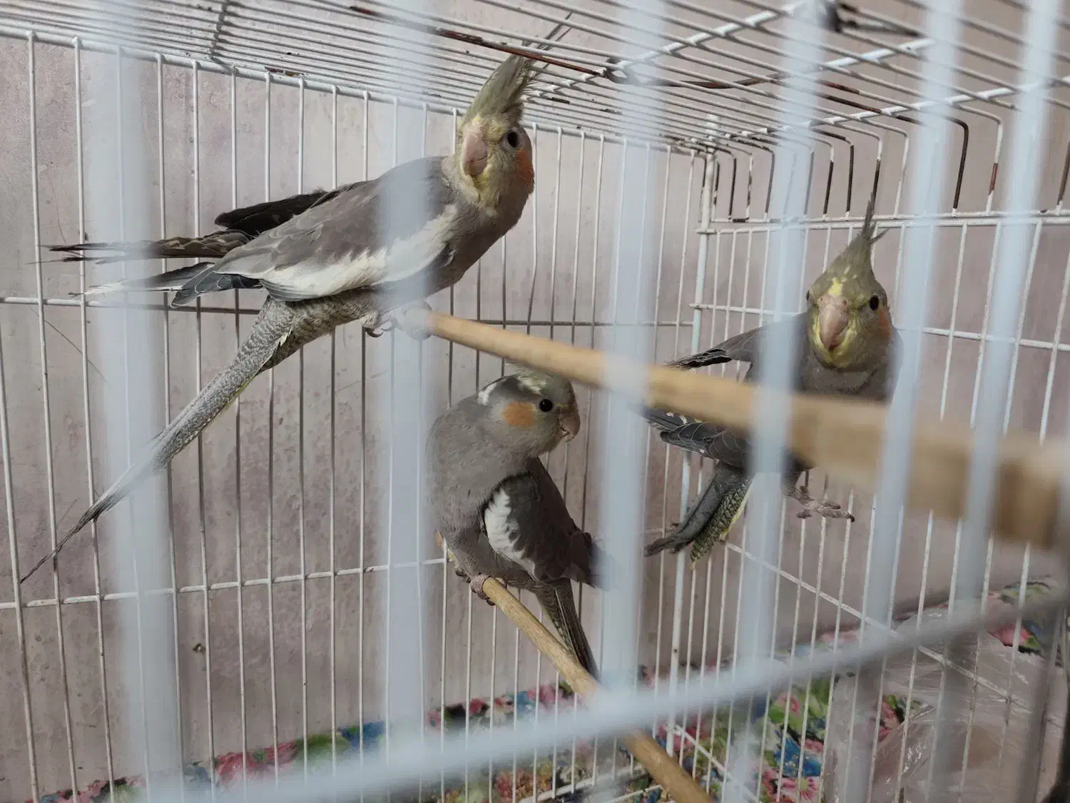 عروس هلندی نر خاکستری|پرنده|گرگان, |دیوار