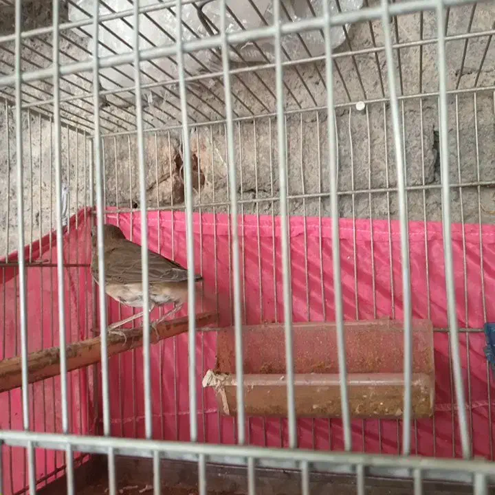 سهره هایه کهنه بخون|پرنده|تبریز, |دیوار