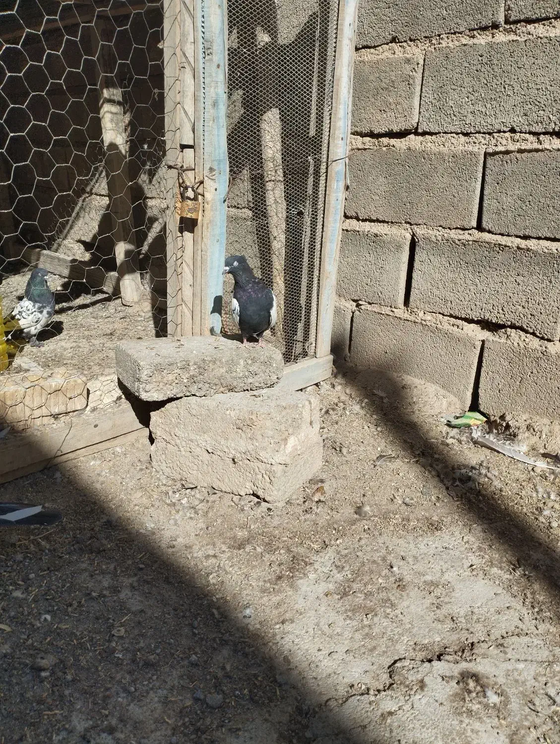 پرندگان|پرنده|جنت, |دیوار