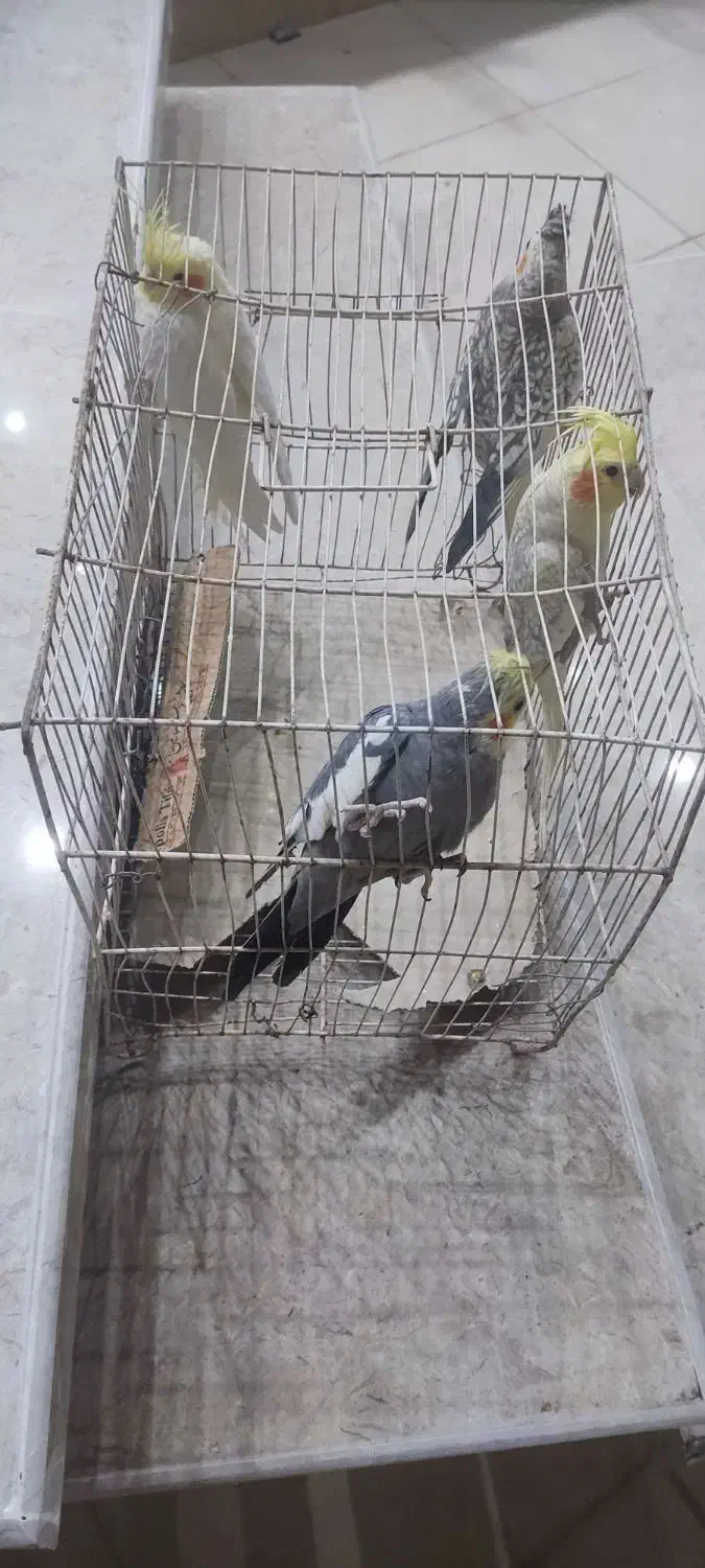 عروس هلندی|پرنده|بافق, |دیوار