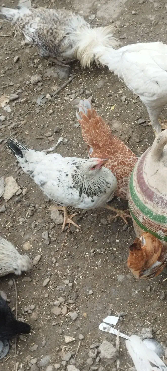 مرغ محلی|حیوانات مزرعه|رشت, لاکان شهر|دیوار