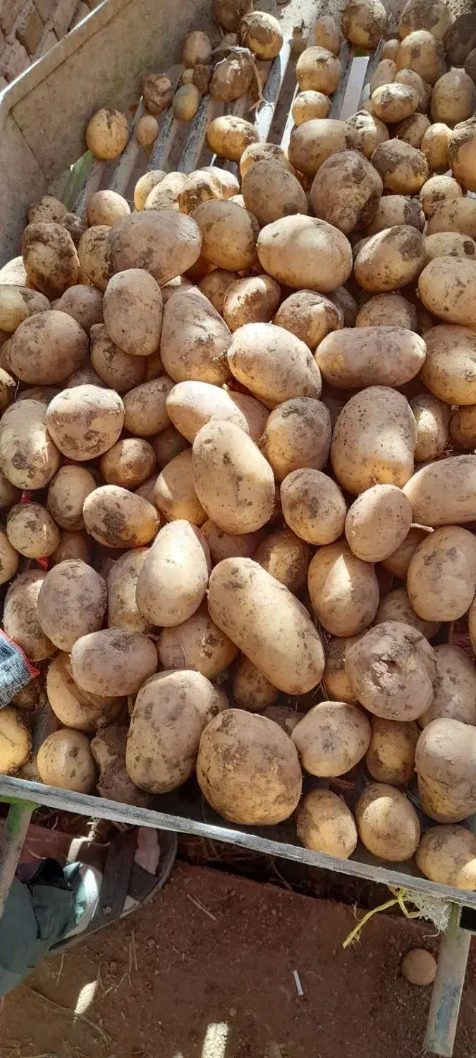 سیب زمینی جلی درجه یک|عمده‌فروشی|لالجین, |دیوار