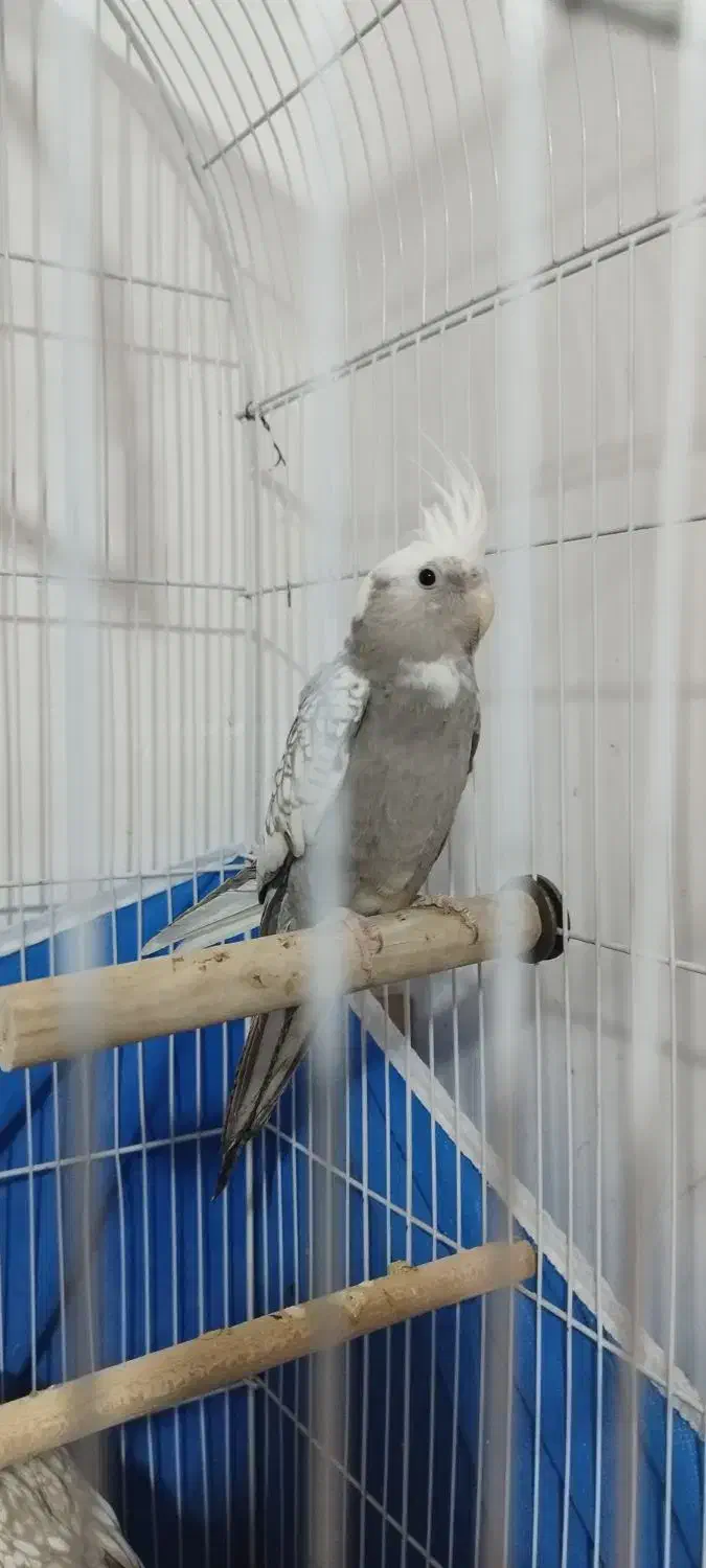 ۳تا عروس هلندی وایت فیس|پرنده|فولادشهر, مسکن مهر فولادشهر|دیوار