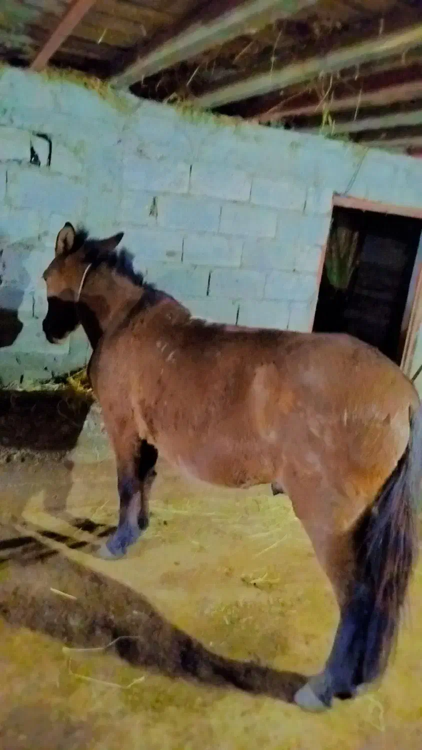 قاطر سال ۶ به ۷|اسب و تجهیزات اسبسواری|چوبر, |دیوار