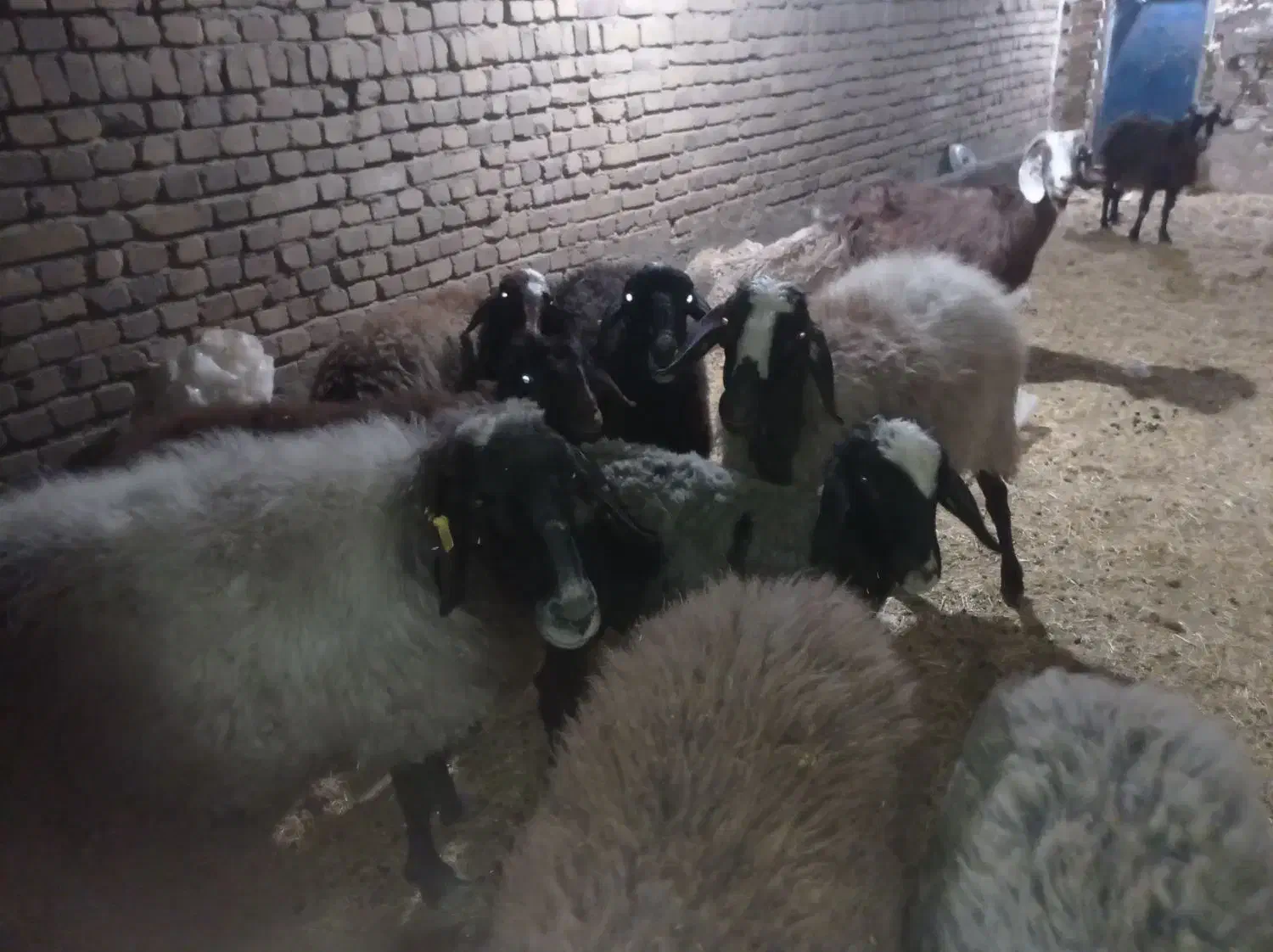 12عدد 3 عددبز یک عدد تکه پاکستانی و8عدد گوسفند|حیوانات مزرعه|بوئین زهرا, |دیوار