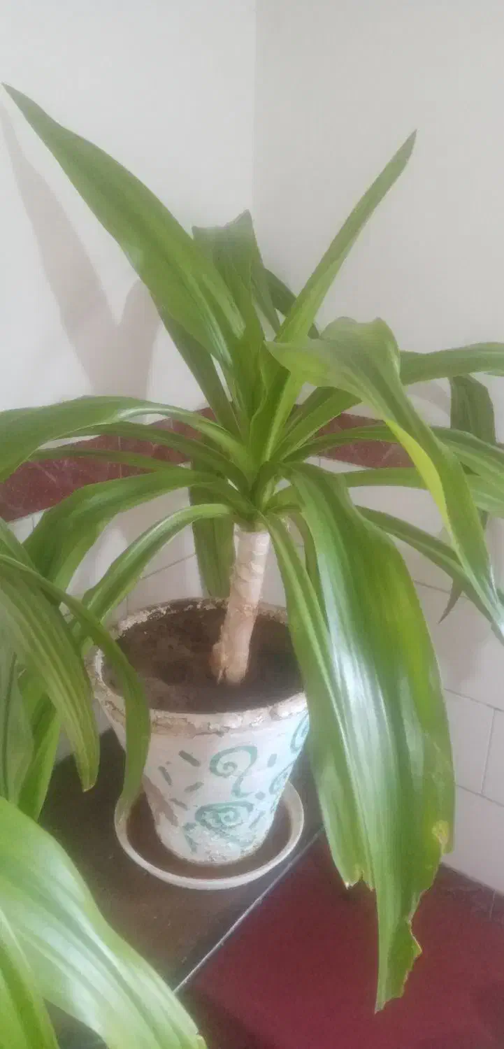 گل موزی|گل و گیاه طبیعی|یزدان شهر, |دیوار