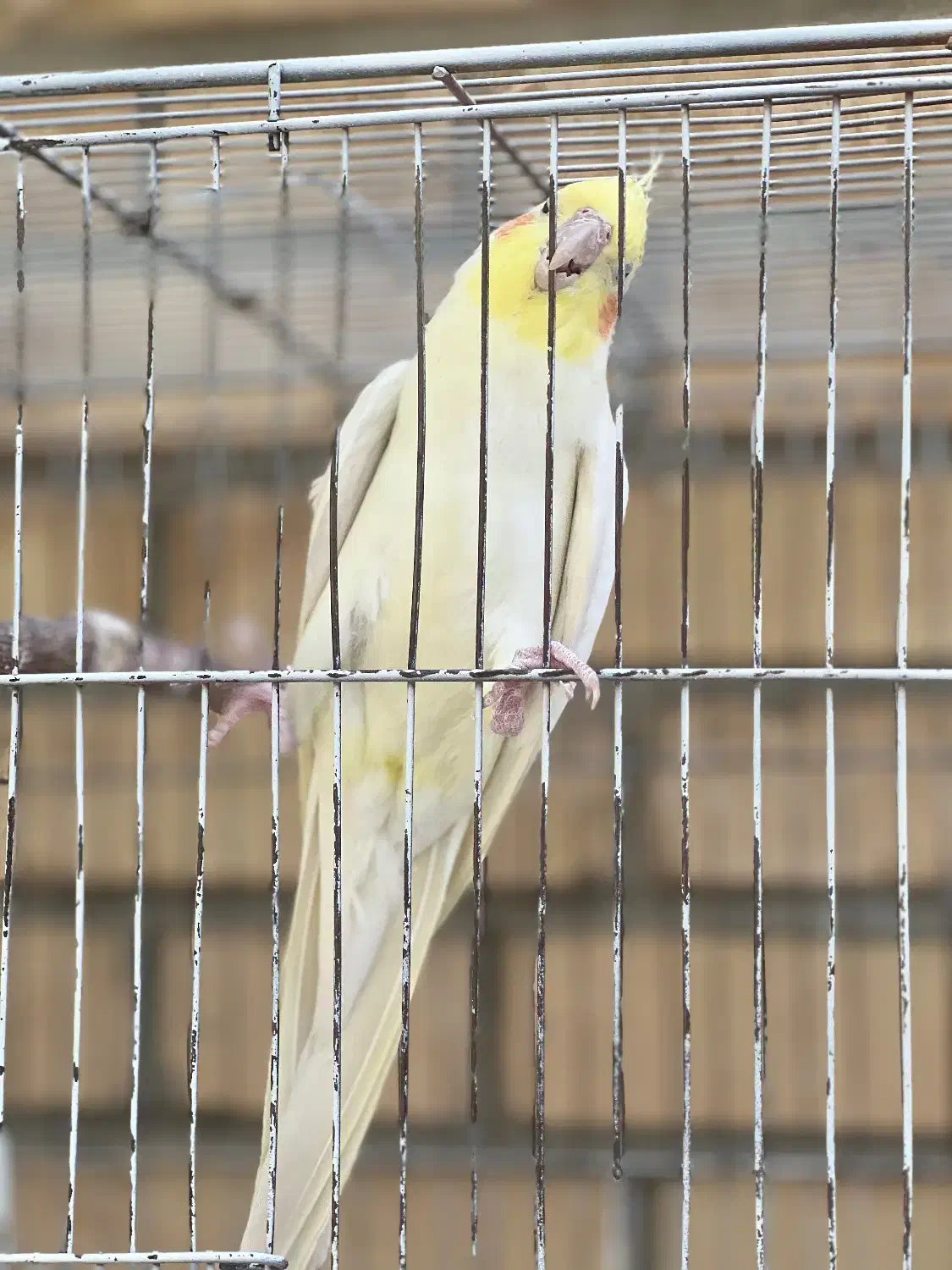 عروس هلندی ماده|پرنده|گلپایگان, |دیوار