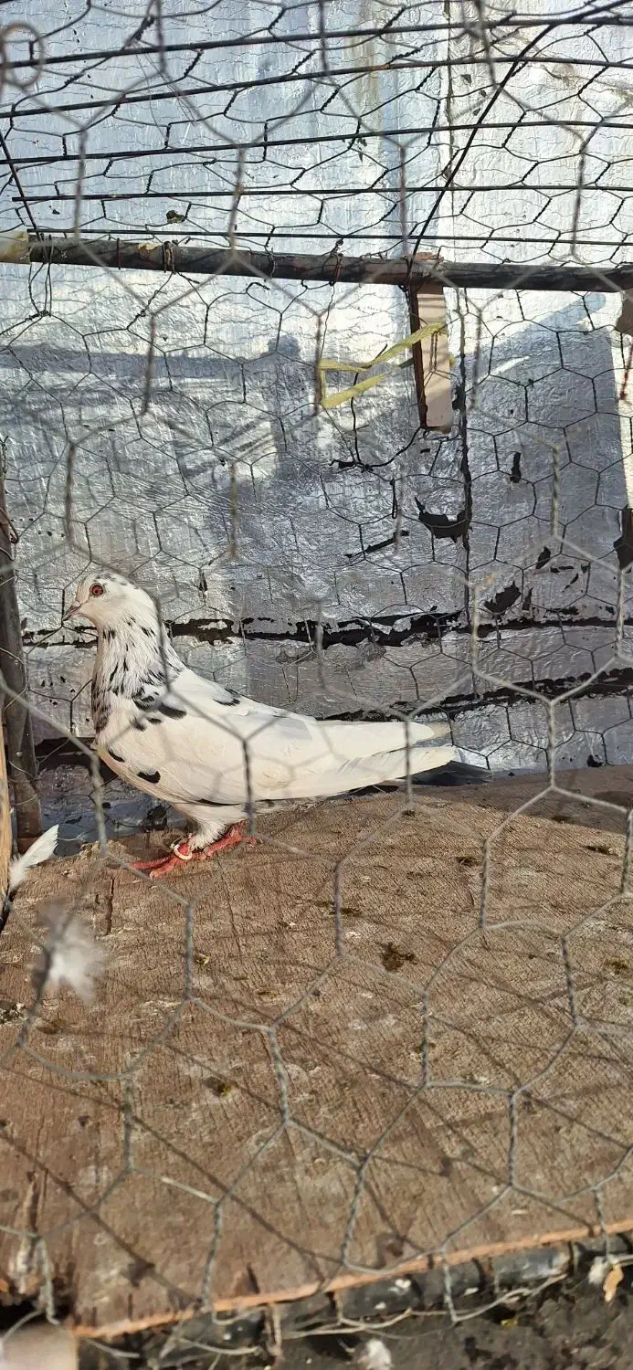 کفتر  پرشی|پرنده|قیدار, |دیوار