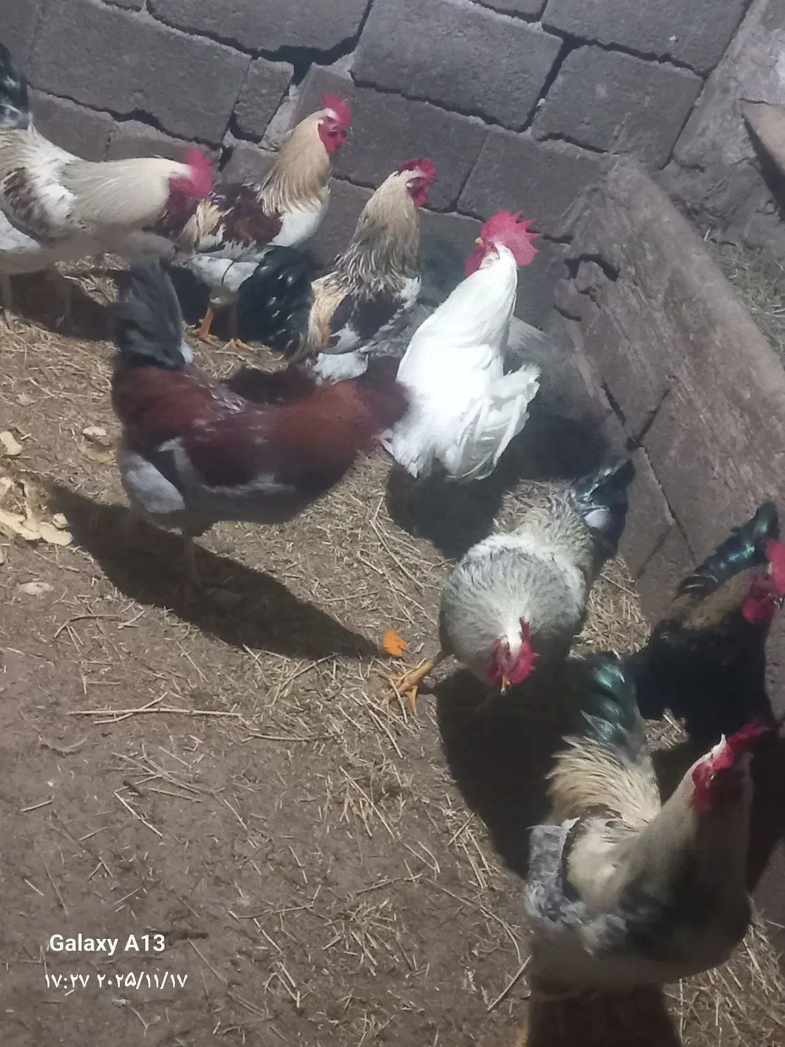 خروس.|حیوانات مزرعه|خسروشاه, |دیوار