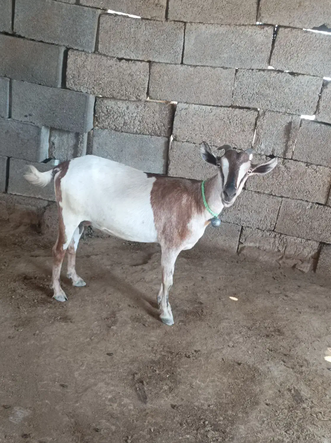 بز بربری آبستن|حیوانات مزرعه|بندرعباس, |دیوار