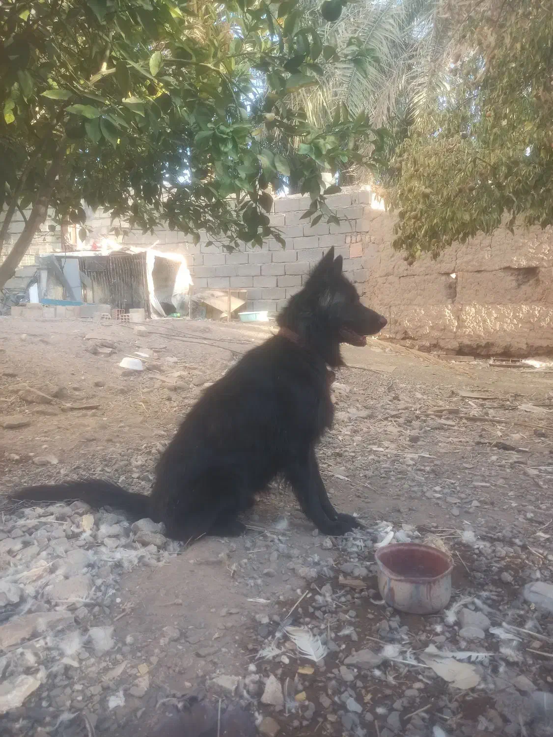 واگذاری بلک|سگ|بم, |دیوار