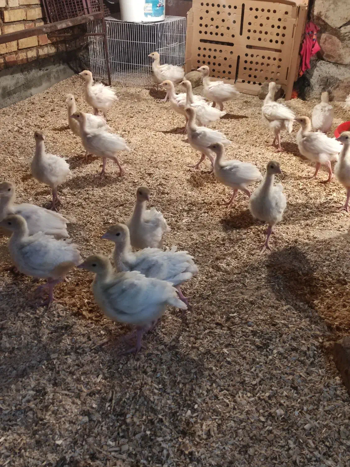 جوجه بوقلمون بیوتی شرکت زرین|حیوانات مزرعه|سبزوار, توحیدشهر|دیوار