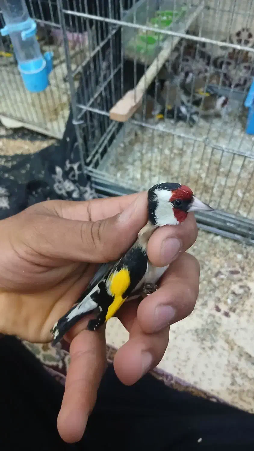 سهره نر|پرنده|ایذه, |دیوار