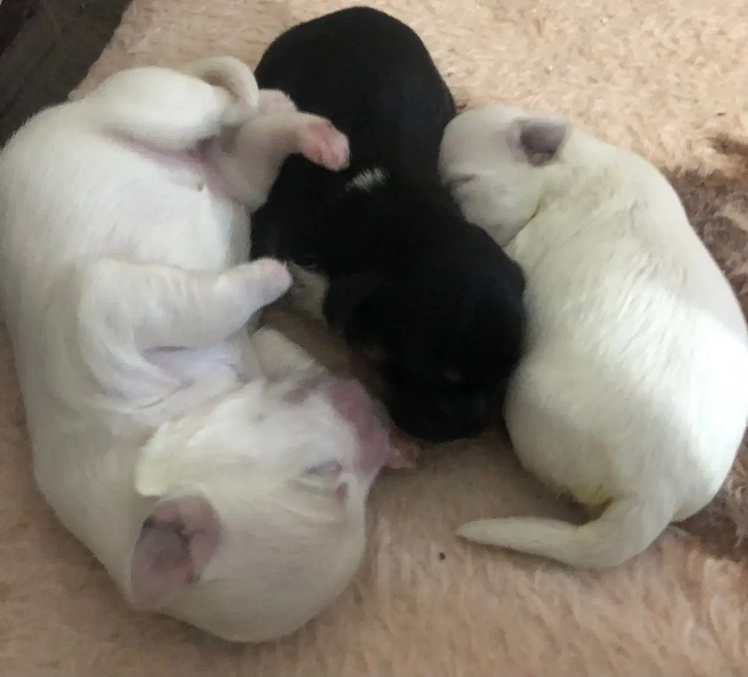 سگ پامر|سگ|اهواز, فولادشهر|دیوار