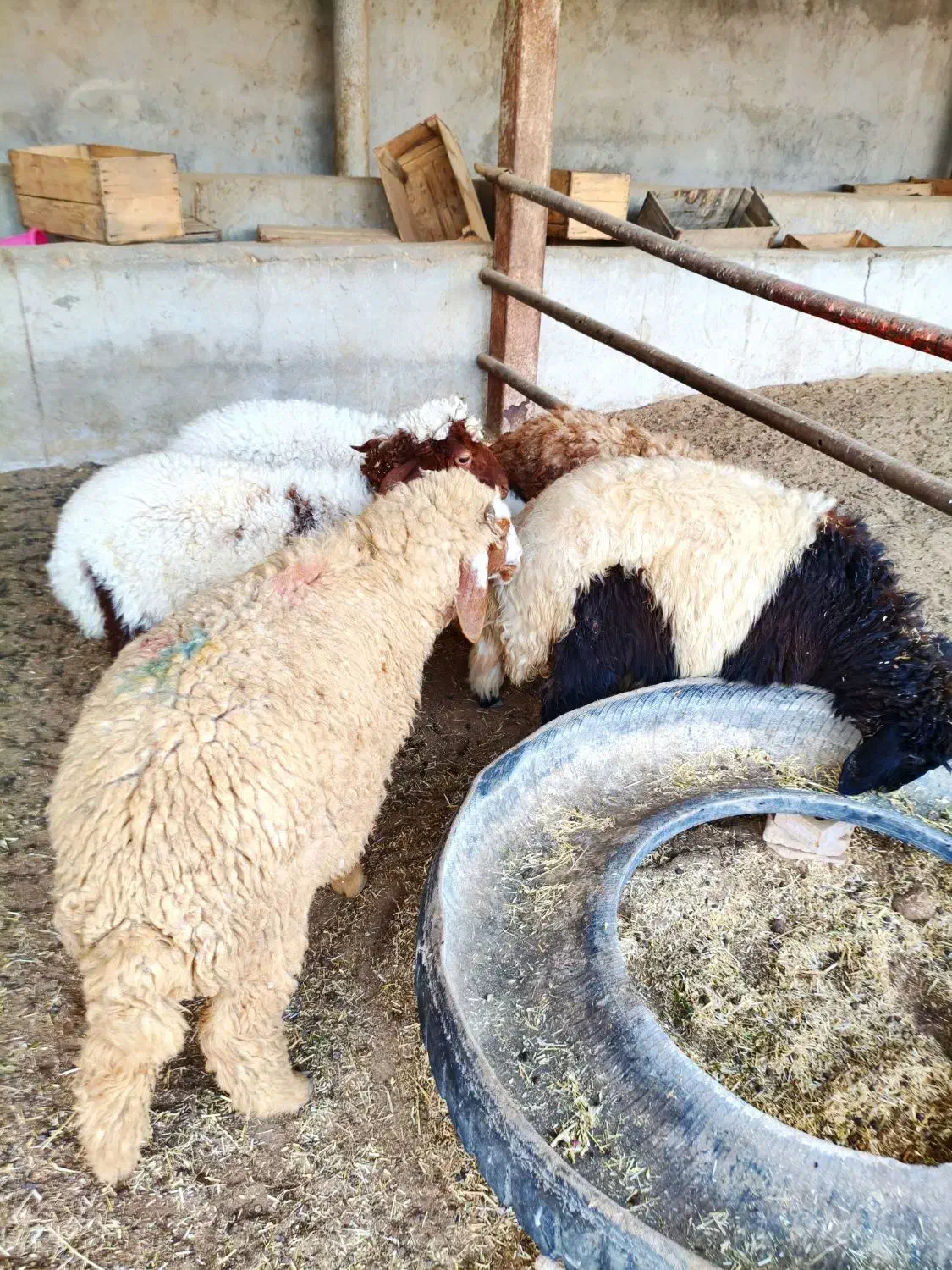 5عدد بره یا گوسفند 3تا نر ، 2تا ماده درجه یک|حیوانات مزرعه|اهواز, منازل کارون|دیوار