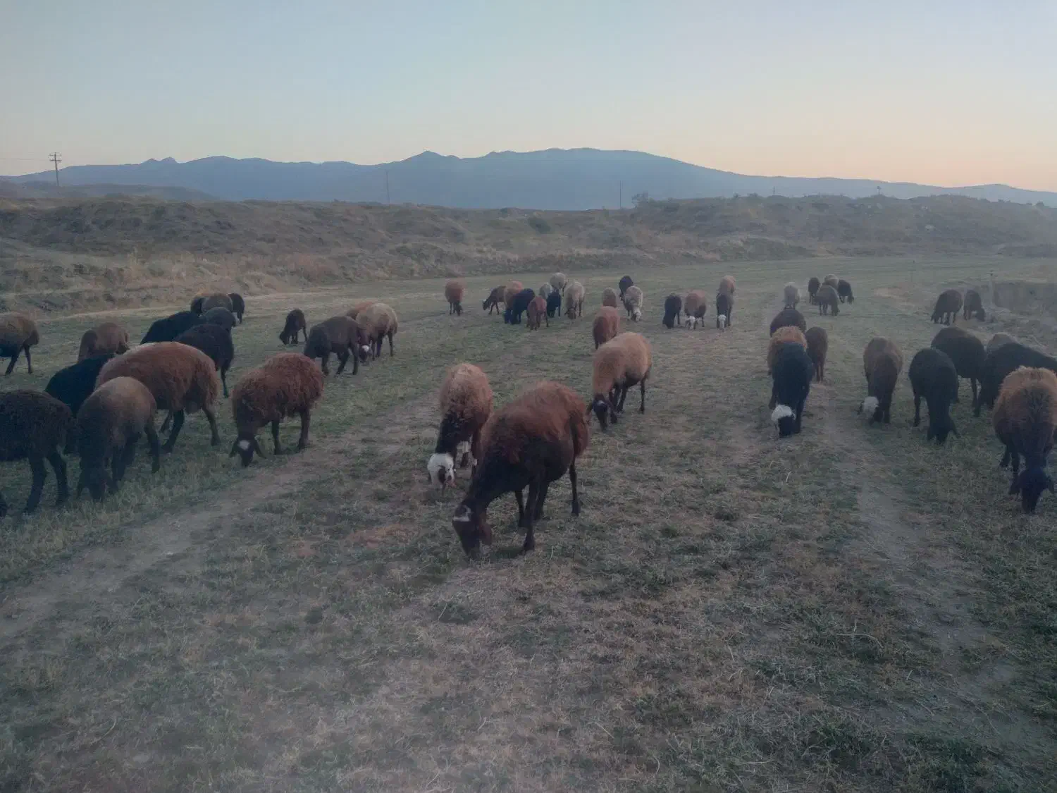 گوسفند میش بره نر|حیوانات مزرعه|قلقل رود, |دیوار