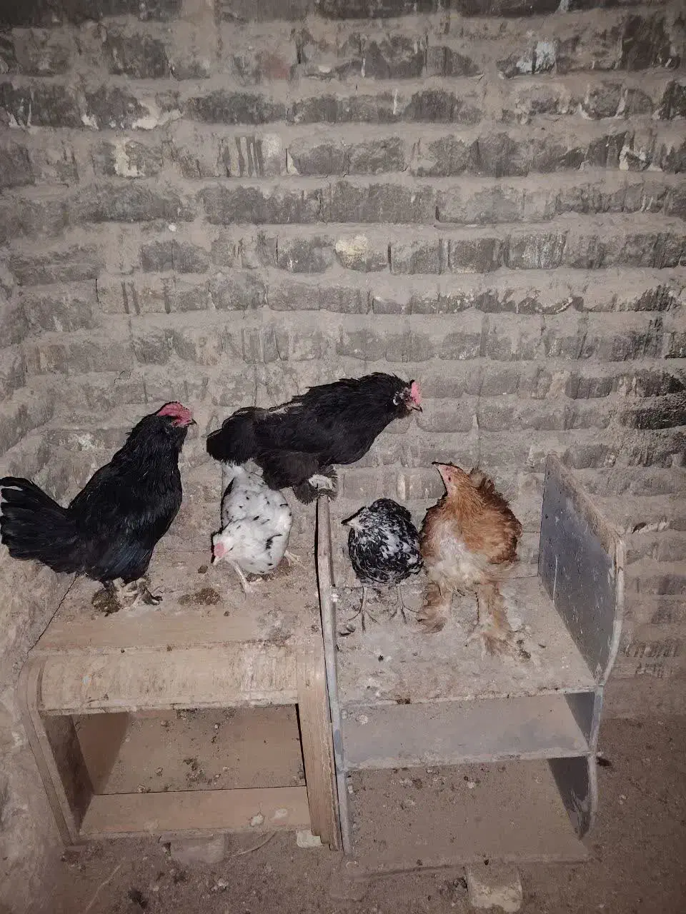 مرغ و خروس مرندی،گلین و برهما|حیوانات مزرعه|خمینی‌شهر, |دیوار