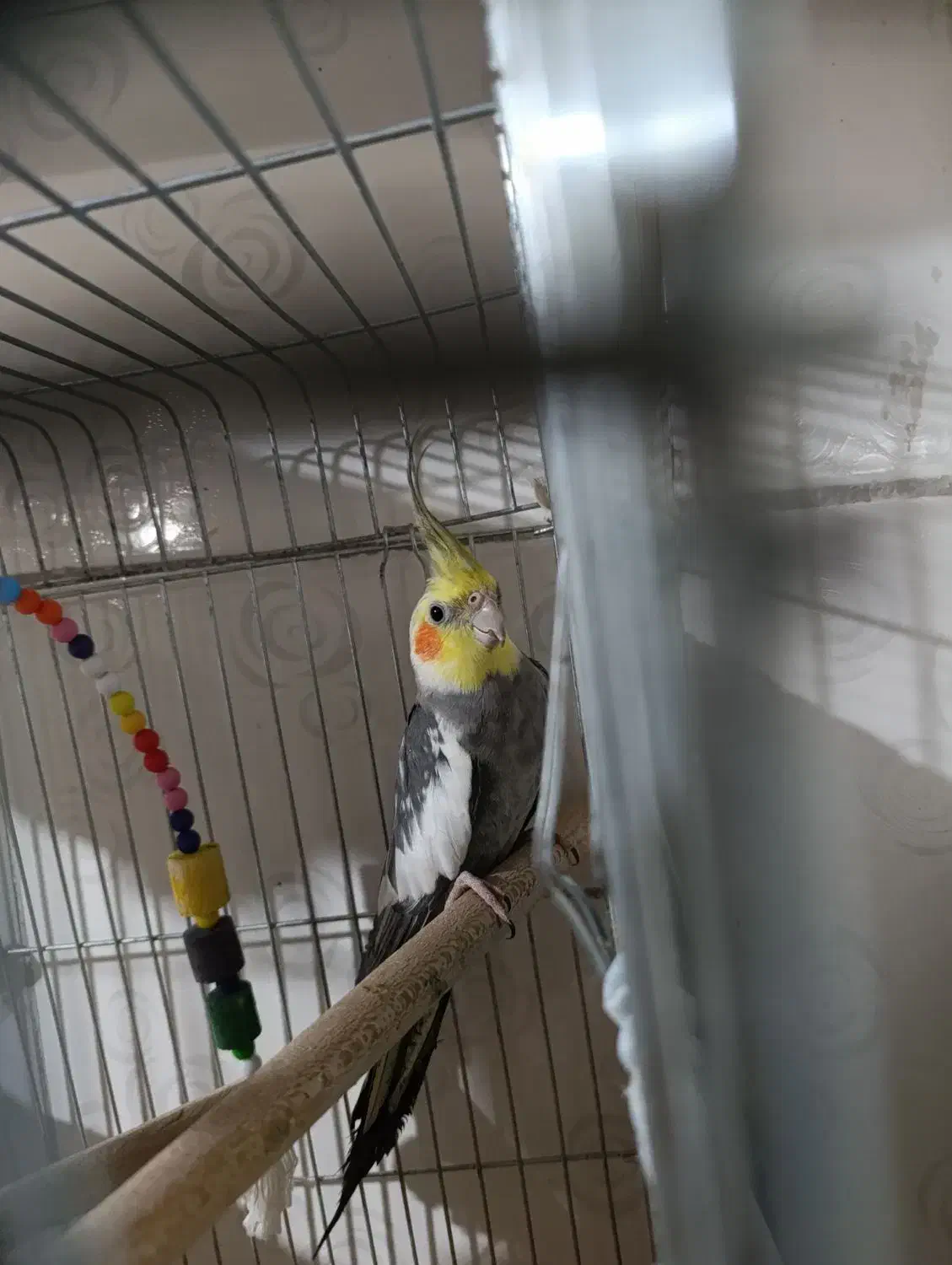 ی عددعروس هلندی به فروش میرسد|پرنده|پاکدشت, پاکدشت (مامازند)|دیوار