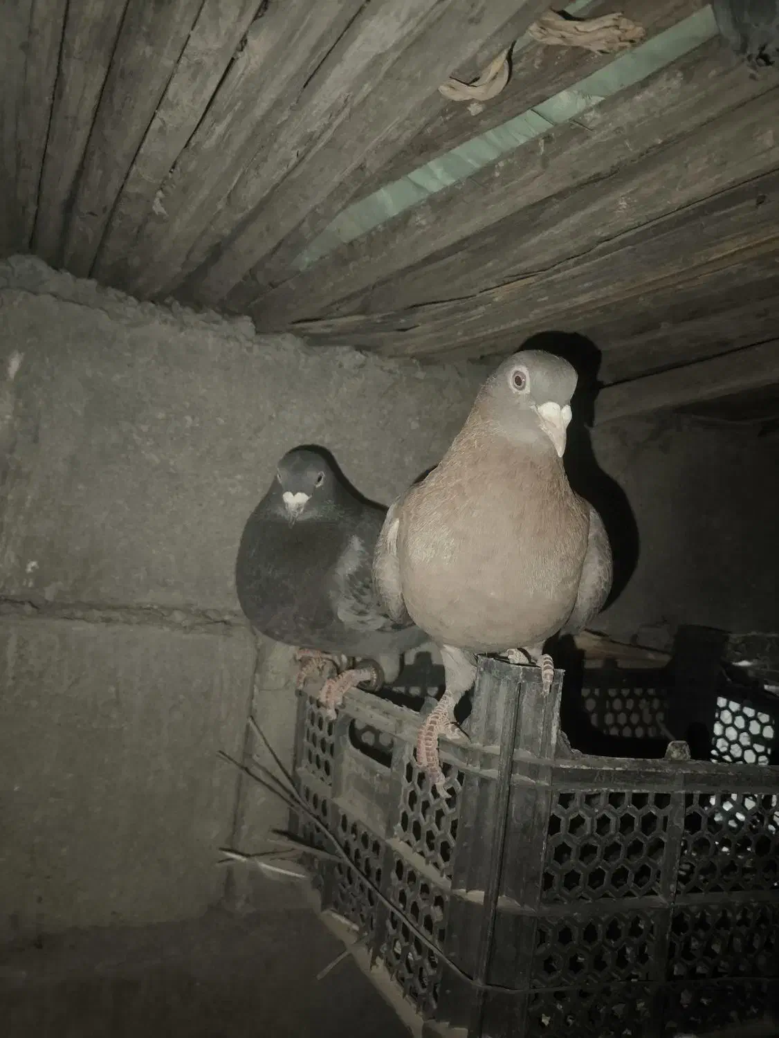 کفتر|پرنده|آسمینون, |دیوار