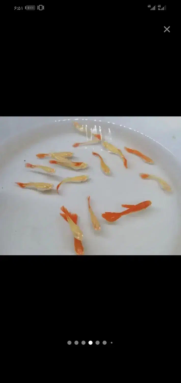 گوپی وارداتی|ماهی|تربتحیدریه, فردوسی جنوبی|دیوار