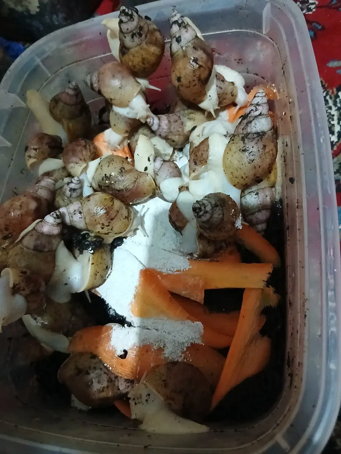 حلزون|خزنده|هشتگرد, هیو|دیوار